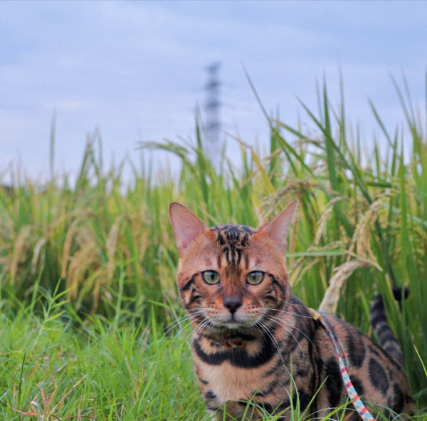 孟加拉豹猫养了后悔了