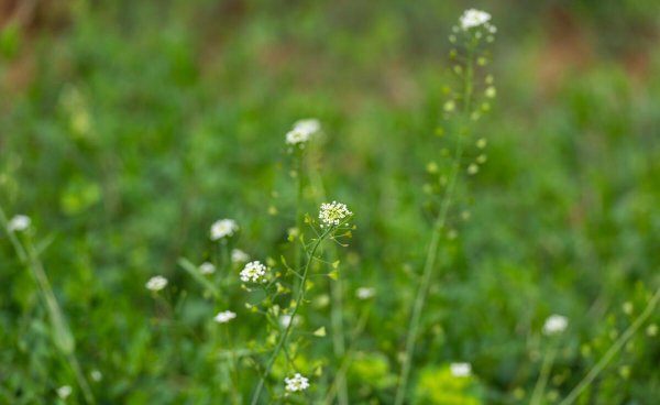 荠菜在农村叫什么菜