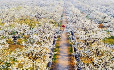 安徽砀山县属于哪个市管 宿州市砀山是全国著名的果园产区