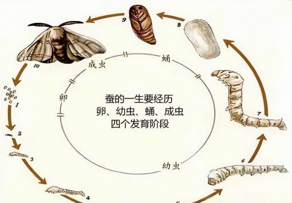 蚕的一生经历了哪四个阶段