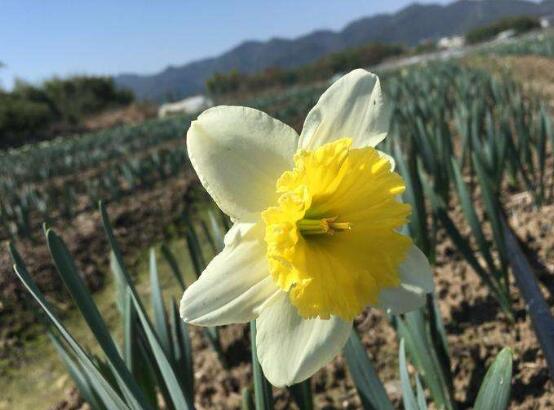 水仙花的花语和象征意义