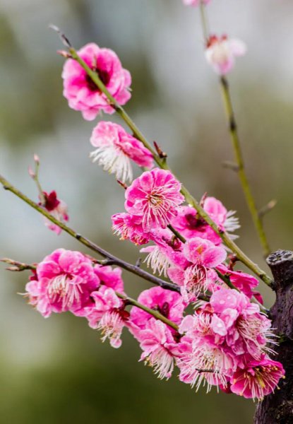 梅竹菊兰是四大什么名花