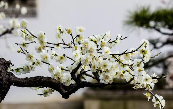 梅竹菊兰是四大什么名花