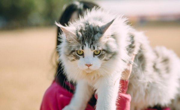 缅因猫是哪个国家的