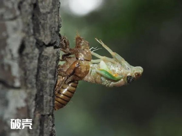 蝉吃什么东西作为食物