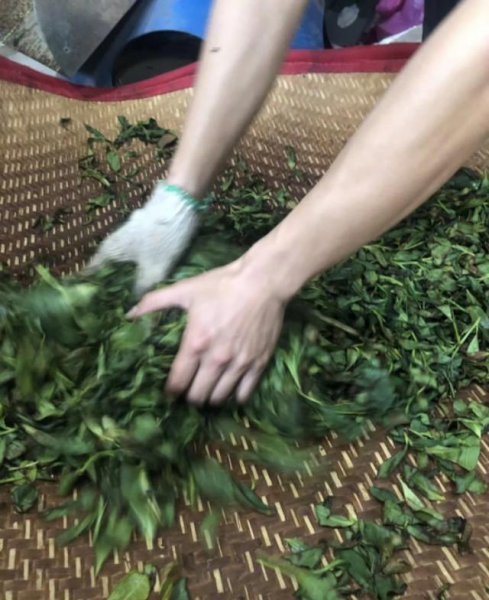 单枞属于什么类型的茶