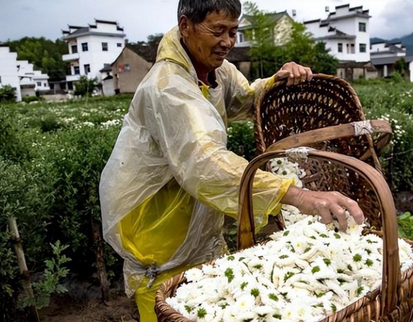 泡菊花茶用哪种菊花好喝一点