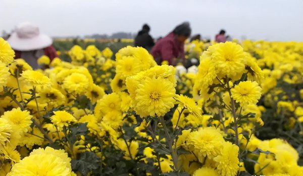 泡菊花茶用哪种菊花好喝一点