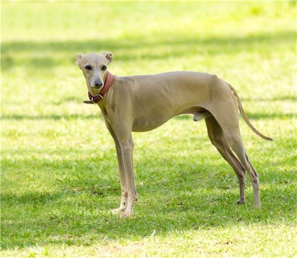 惠比特犬和灵缇的区别