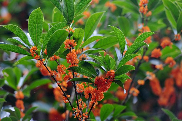 桂花树移栽什么季节最好