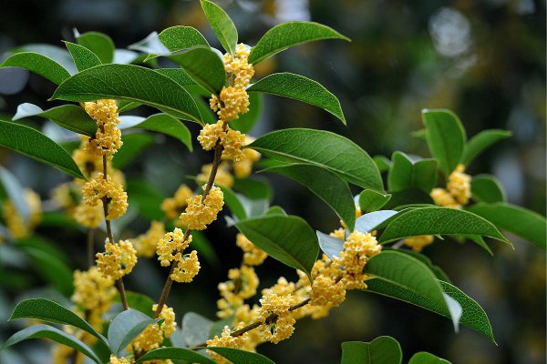 桂花树移栽什么季节最好