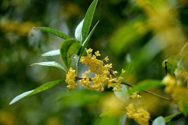 桂花树移栽什么季节最好