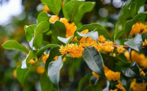 桂花树移栽什么季节最好