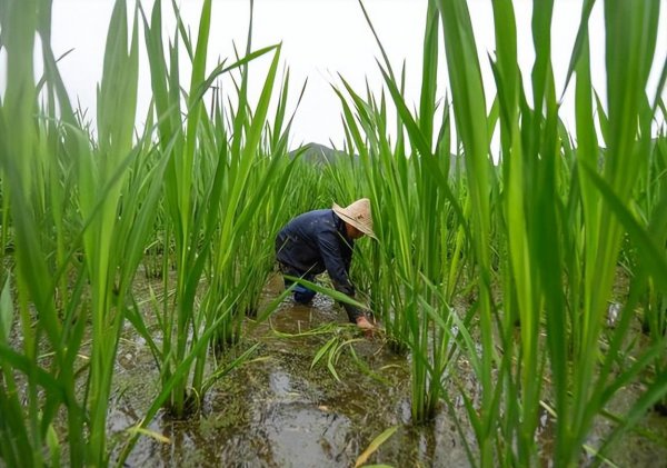 茭白是什么植物