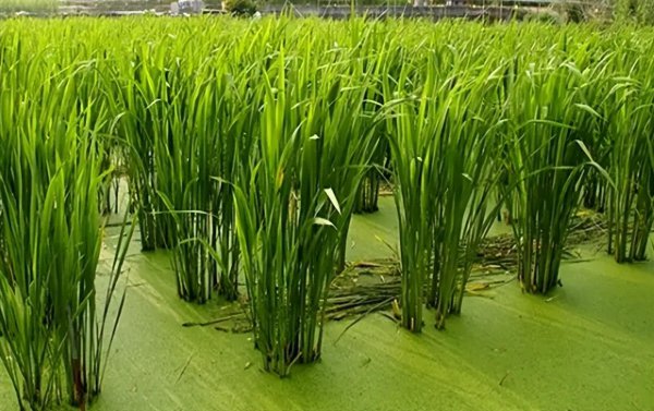 茭白是什么植物