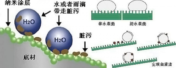 荷叶的叶面为什么不沾水