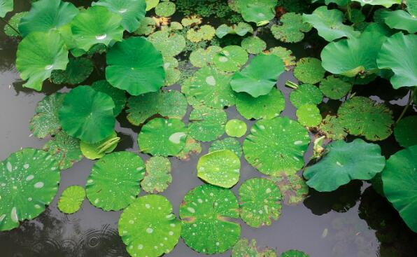 荷叶的叶面为什么不沾水