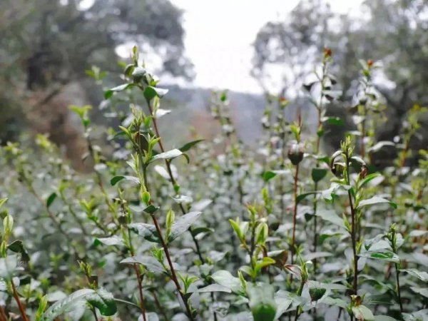 碧螺春茶叶的产地哪里最好