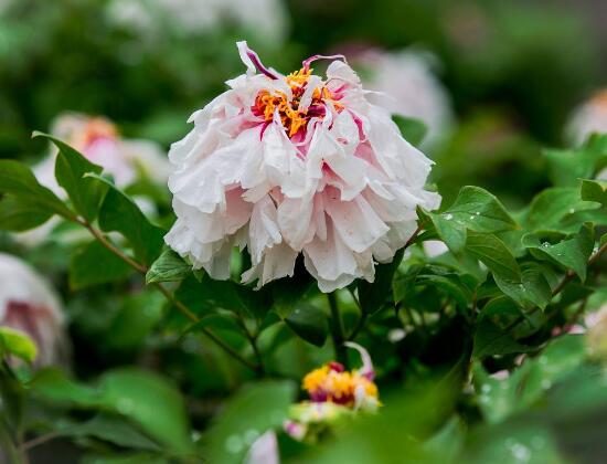 牡丹花几月开花介绍