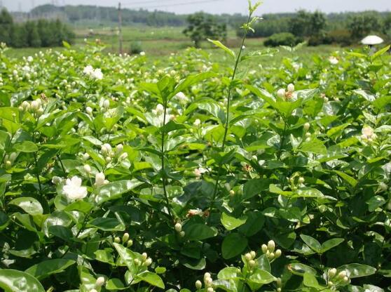 茉莉花开花时间是几月份