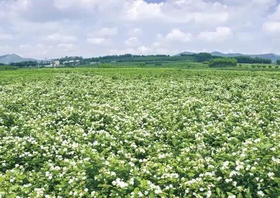 茉莉花开花时间是几月份