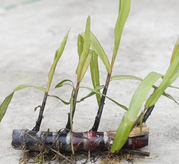 甘蔗什么时候种植最佳