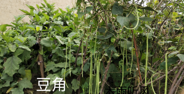 7月份适合种植什么农作物