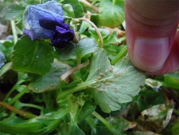 花上长满粘粘的白虫子妙招