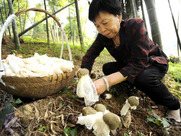 竹荪是竹子的什么部位图片