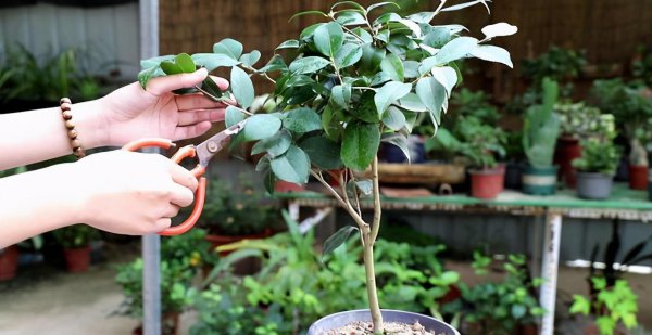 茶花什么时候修剪最好