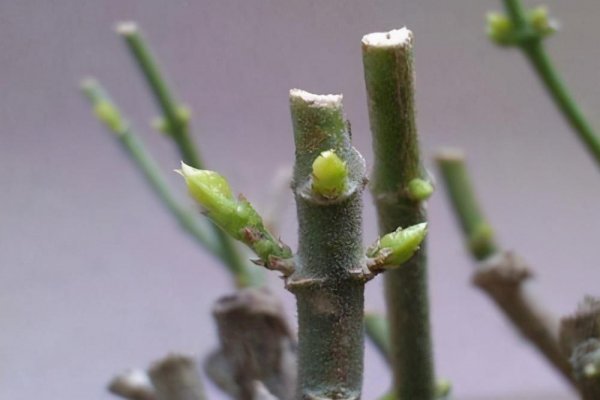 茶花什么时候修剪最好