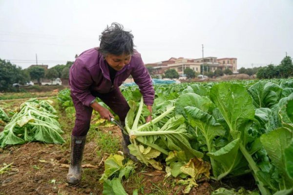 做酸菜的青菜叫什么菜