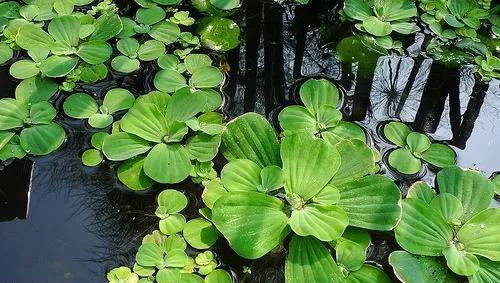 十种常见的水生植物名称及图片