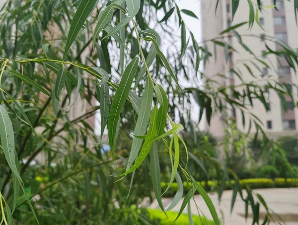 植物传播种子的方法有哪些