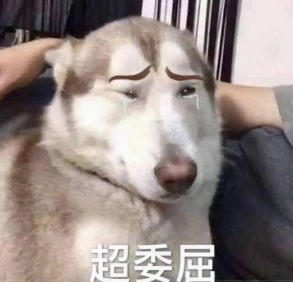 狗狗流眼泪是什么原因