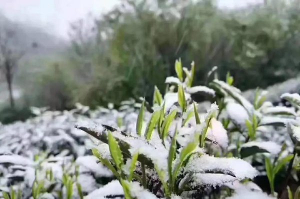 雨前和明前茶的区别