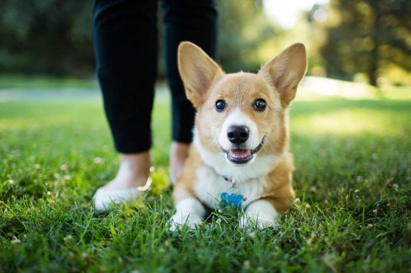 好饲养的小型宠物犬推荐