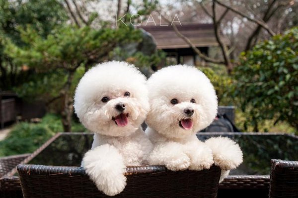 好饲养的小型宠物犬推荐