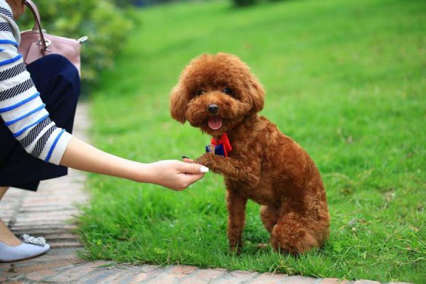 好饲养的小型宠物犬推荐