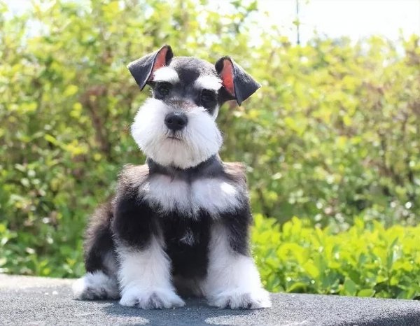 好饲养的小型宠物犬推荐