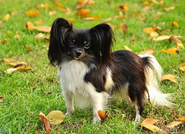 好饲养的小型宠物犬推荐