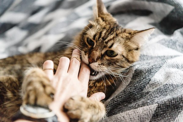 猫咬主人手表示什么意思