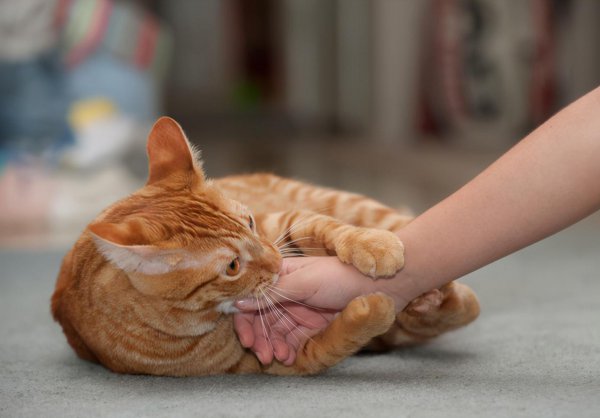 猫咬主人手表示什么意思