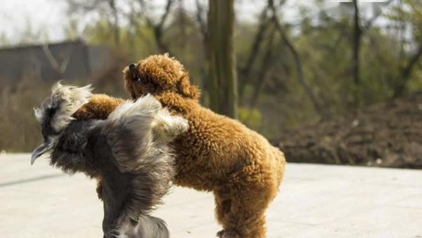 为什么不建议养泰迪犬