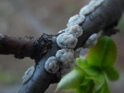 月季花上长好多结网的小白虫怎么治 长了白色的虫如何处理