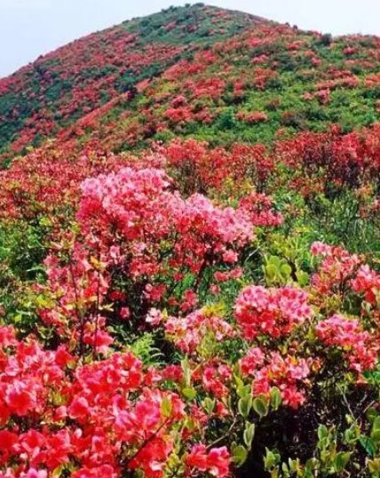 杜鹃花和映山红的区别在哪里