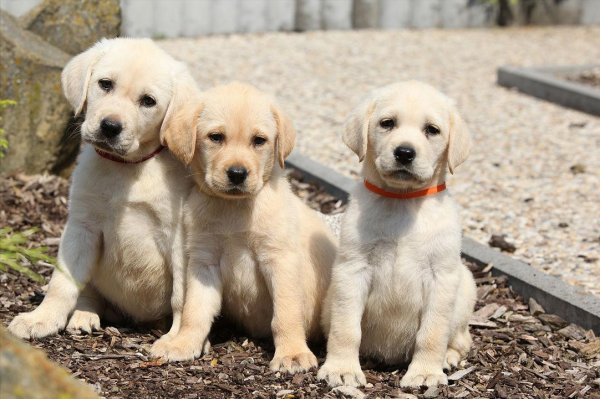 拉布拉多属于大型犬还是中型犬