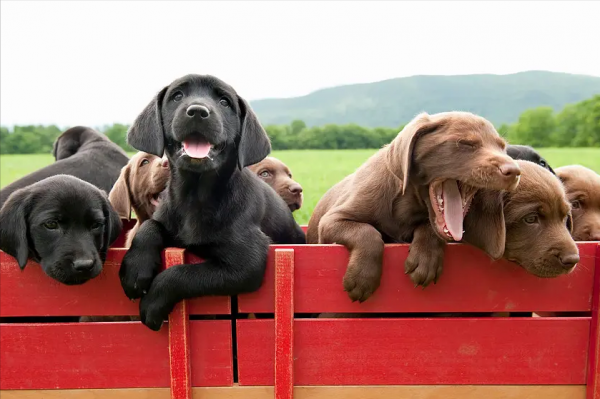 拉布拉多属于大型犬还是中型犬