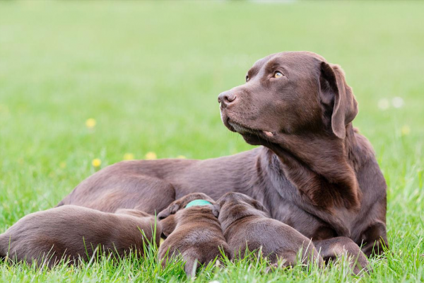 拉布拉多属于大型犬还是中型犬