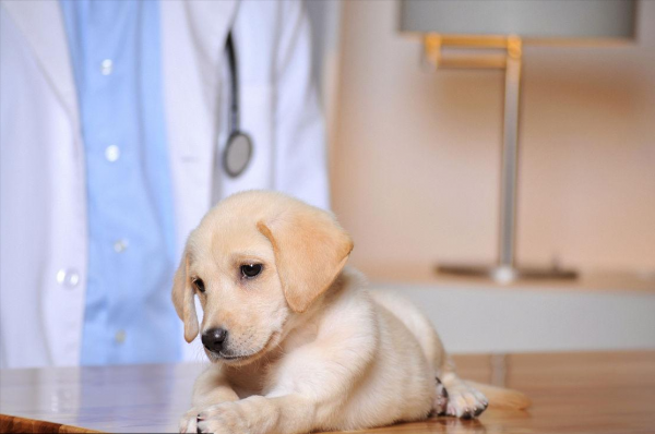 拉布拉多属于大型犬还是中型犬